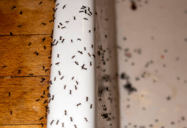 Best Flea Control Services  in Lake Secession, SC