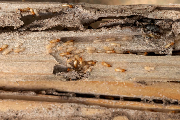 Best Bed Bug Extermination  in Lake Secession, SC